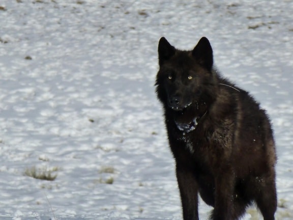 schwarzer Wolf, melanistic, Farbe, Variante, grau, Wolf