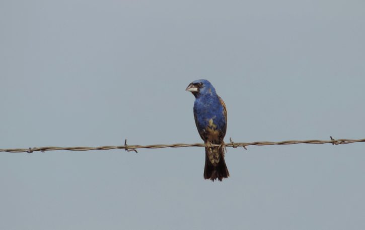 blue, grosbeak, bird, wire