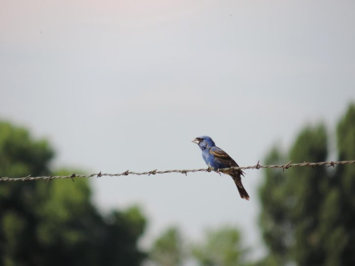 สีฟ้า grosbeak นก ในตำแหน่ง ลวด รั้ว