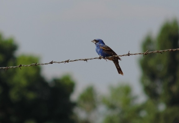 μπλε, grosbeak, πουλί, σύρμα, μικρό πουλί