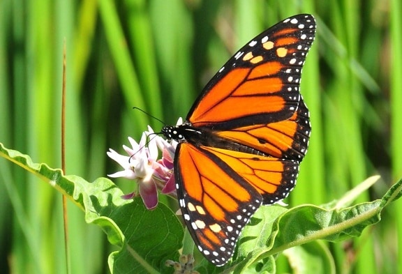 papillon, asclépiade, nectar, insecte