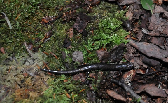 fjellet salamander, dyr, skog regn