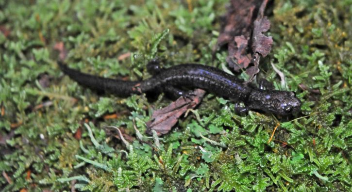 up-close, bedreigde, bedriegt, berg, salamander