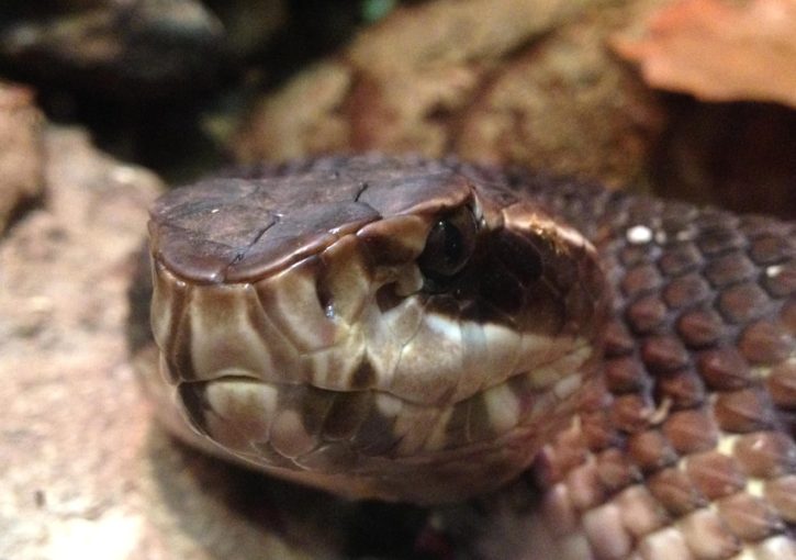 cottonmouth, snake, head, water, moccasin, reptile