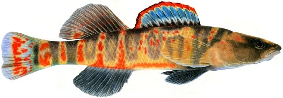Cumberland, šipka, vážka, ilustrace, ryby