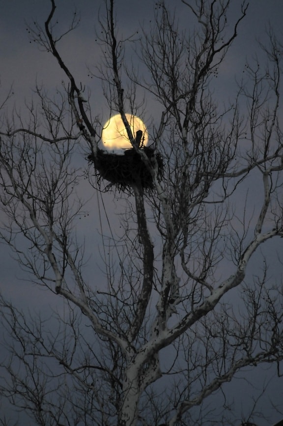 老鹰, 树, 月亮, 夜