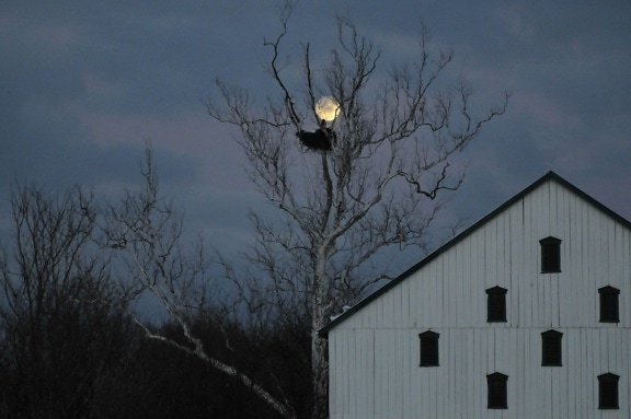 eagles, nest, night, barn, old, house, farm