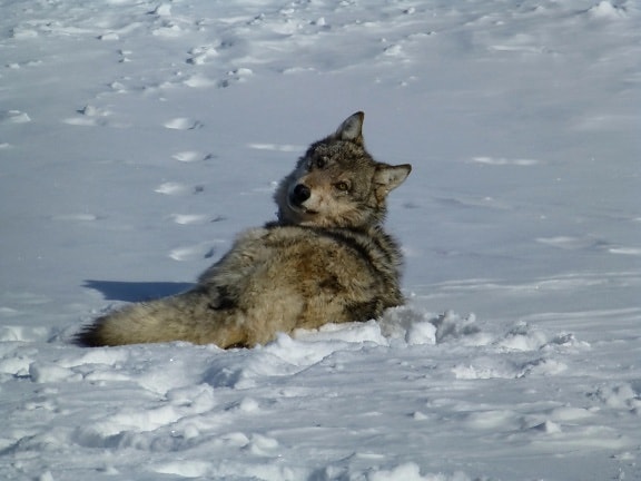 灰色オオカミ, 雪, 動物