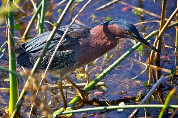 green, heron, bird, swanp, pond, water, wading, bird