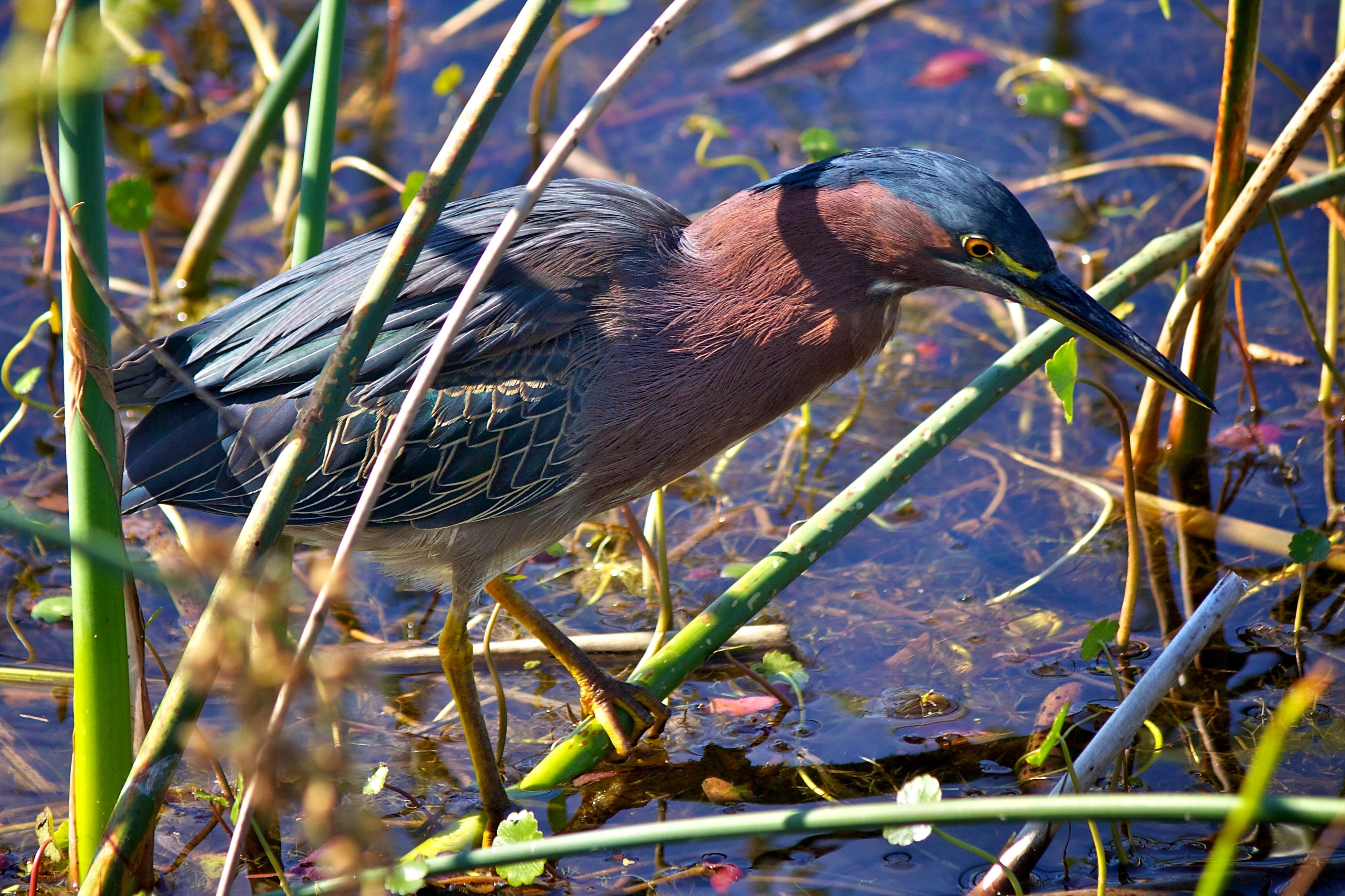 Бесплатное изображение: Зеленая цапля, птица, swanp, пруд, вода, болотная,  птица