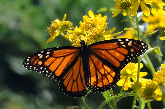 insect, beaty, nice, Monarch, butterfly