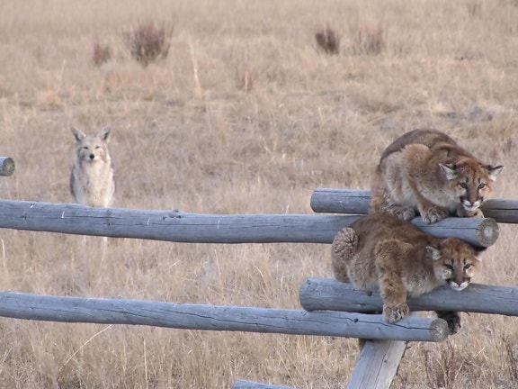 juvenille, Mountain, lions, fence, coyote, background