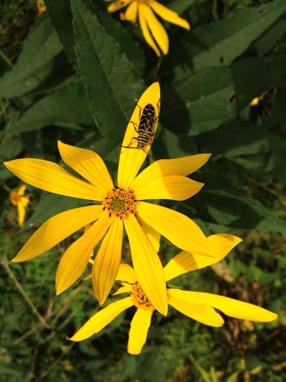 locust, borer, beetle, woodland, sunflower