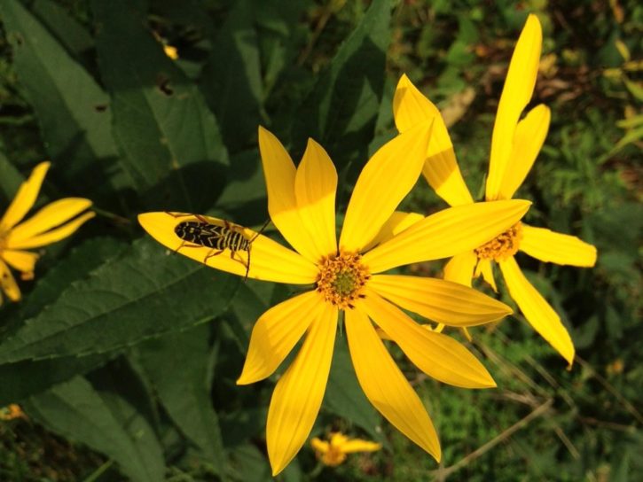 locust, borer, beetle, woodland, sunflower