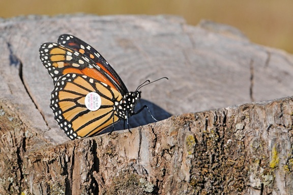 log, wood, tagged, monarch butterfly
