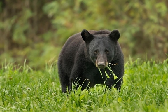 Louisiana, musta karhu eläin, jylhyys
