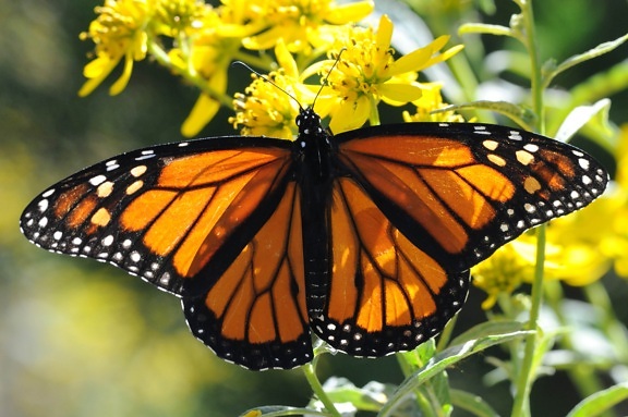 Monarch sommerfugl, nært hold, makro, orange, feil, insekt