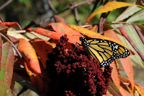 monarch butterfly, fall, foliage