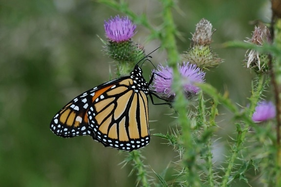 monarch butterfly, flower, pinkish, bloom