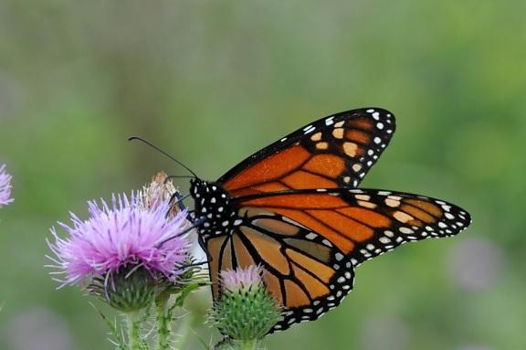 borboleta monarca, flor, planta, inseto