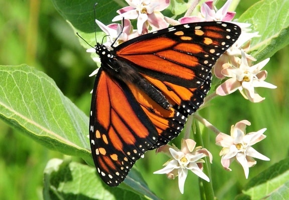 Monarkfjärilen, insekt, nectaring, prålig, milkweed