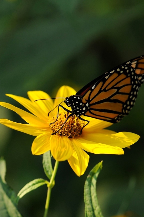 monarch butterfly, insect, yellow flower