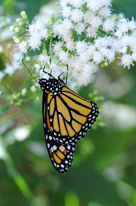 mariposa monarca, descansa, planta, hierba, vaina