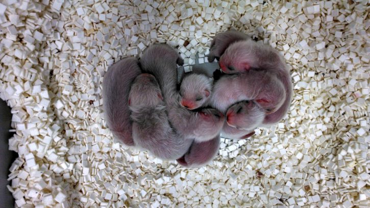 newborn, black, footed, ferrets, kits, baby
