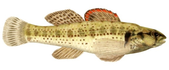 Okaloosa, Darter, Illustration, représentant, groupe, poisson, identification