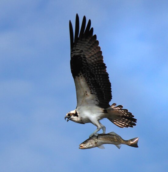 Osprey, zbor, reperat, mare, păstrăv
