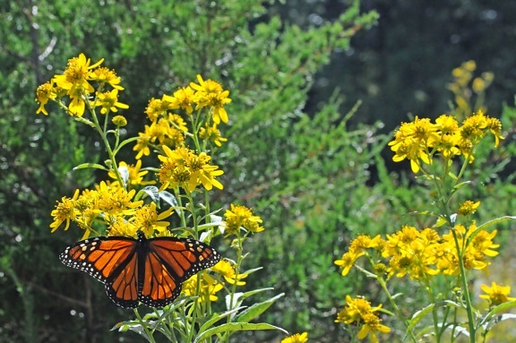 plants, meadow, Monarch, butterfly