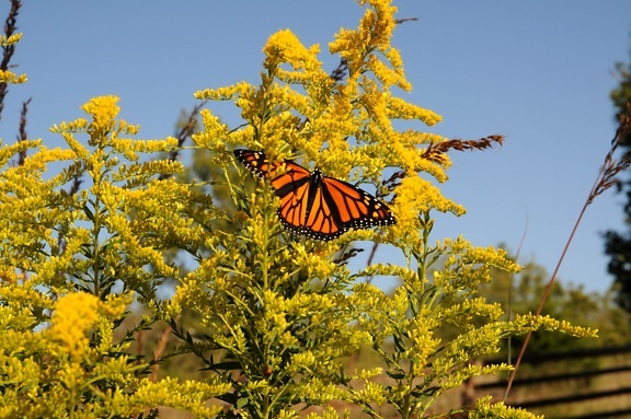 shrub, plant, Monarch, butterfly