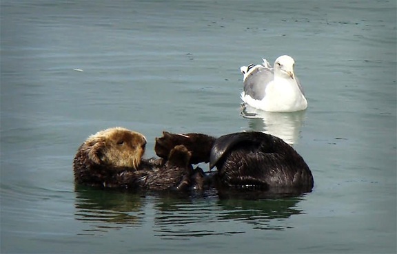 sea, otter, mallal, gull, birl, waterfowl