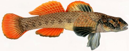 striped, Darter, fish, Illustration, representative