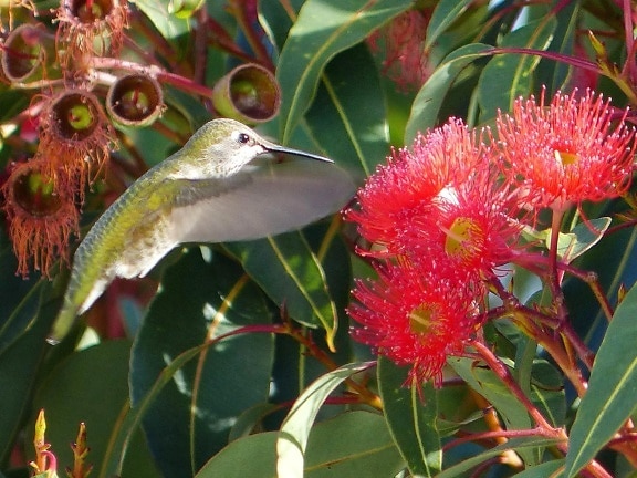 anna, Hummingbird, bird, flight, flower