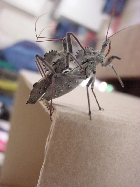 arilus cristatus, Rueda, insecto, de cartón