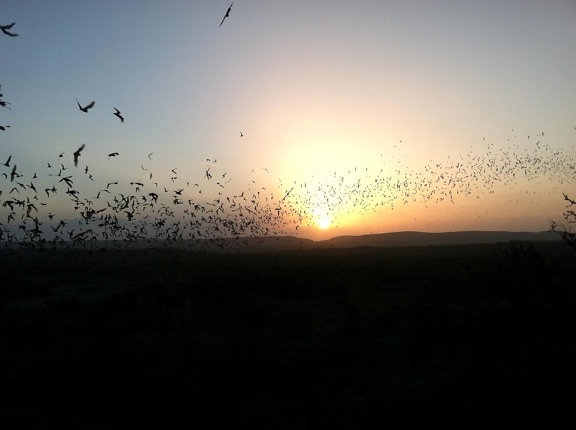 bats, flying, sunset
