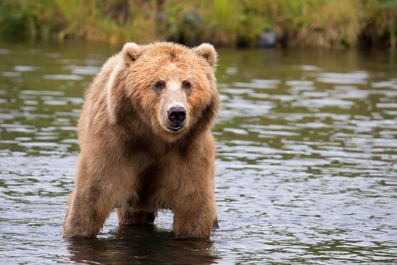 big, brown bear, water