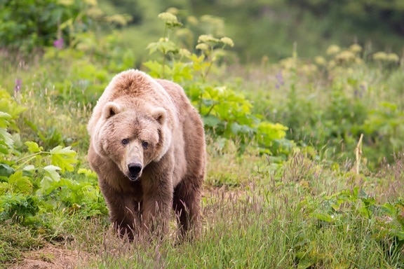 big, Kodiak, brown bear, omnivore, walking, nature