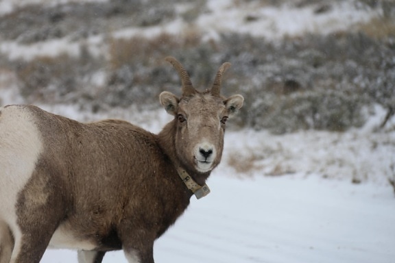 bighorn, pecora, animale, GPS, collare