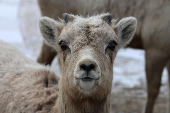 bighorn, sheep, lamb, head, face