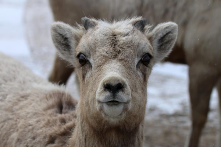 Bighorn, cừu, cừu, đầu, khuôn mặt