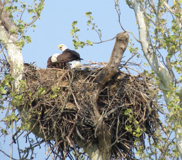 bird, Bald, eagle, nest