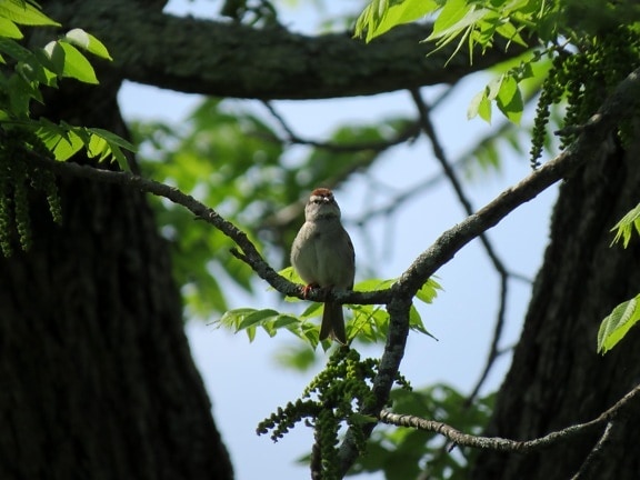 bird, up-close, Chipping, sparrow
