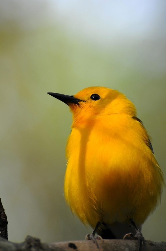 bird, Prothonotary, warbler