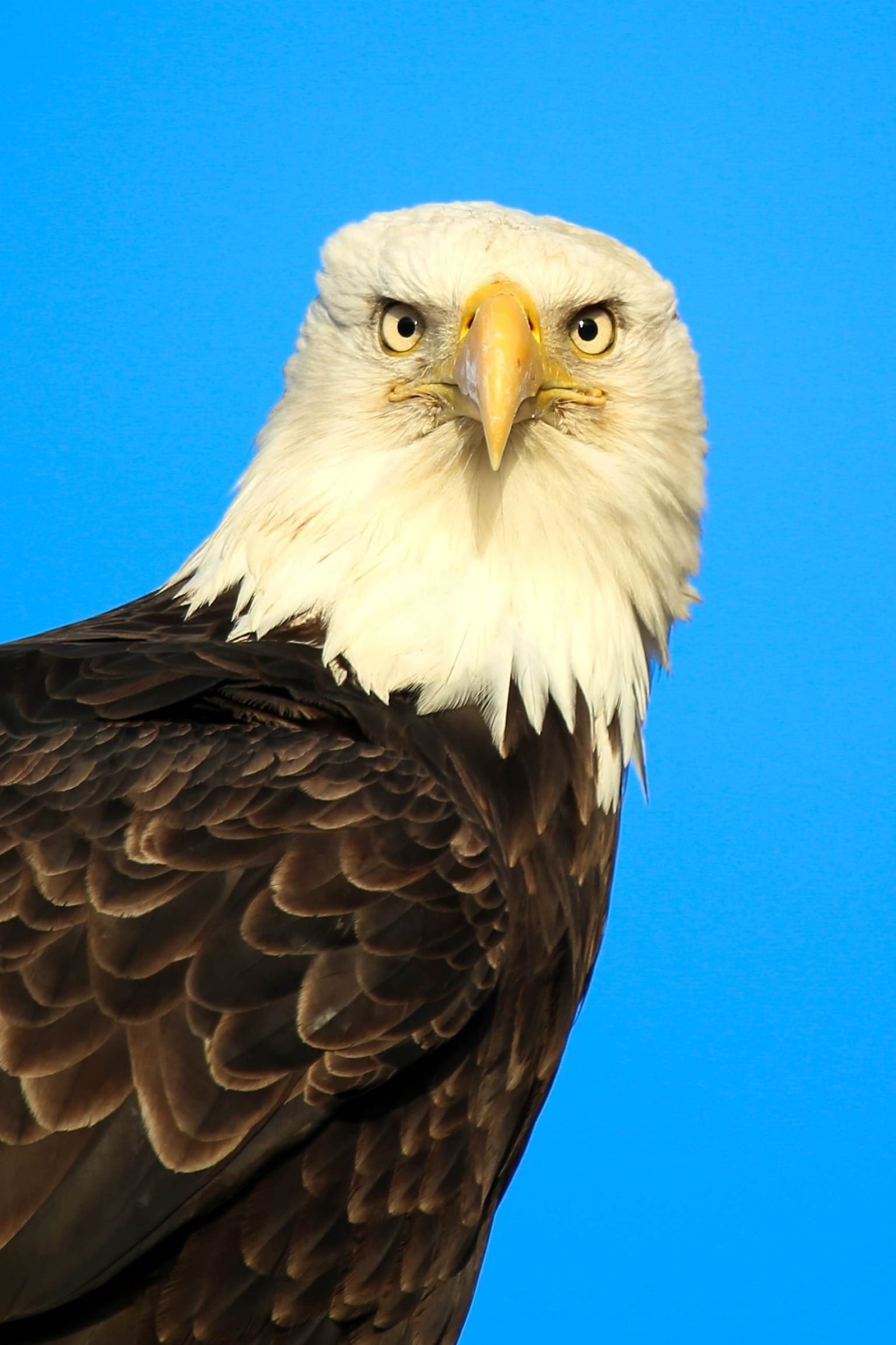 Free Picture Haliaeetus Leucocephalus Bald Eagle Details Up Close Face 