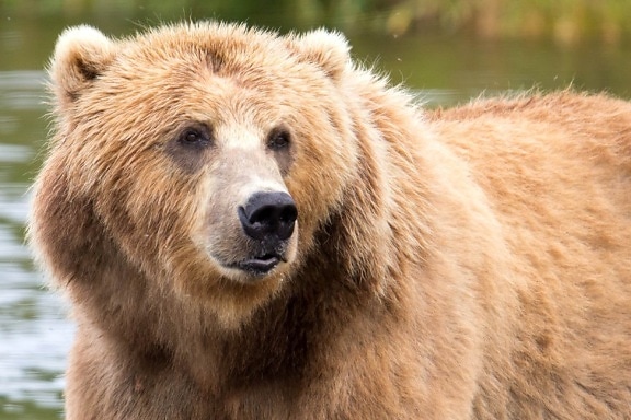 καφέ αρκούδα, από κοντά, κεφάλι, ζώο, θηλαστικό