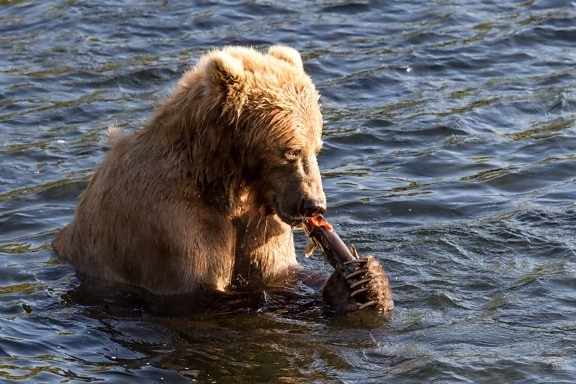 brown bear, sitt, water, eat, fish