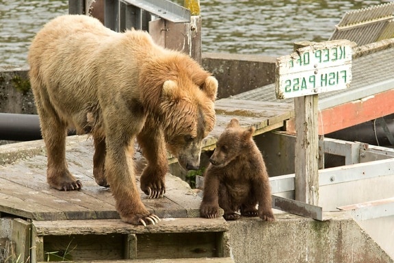 brown bear, sow, cub