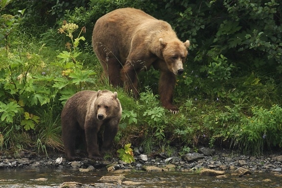 brown bear, sow, cub, look, river